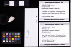 Foto (Objekt + Etiketten) von Pithonoton sp. 